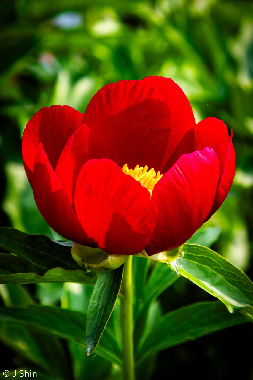 peony 이미지