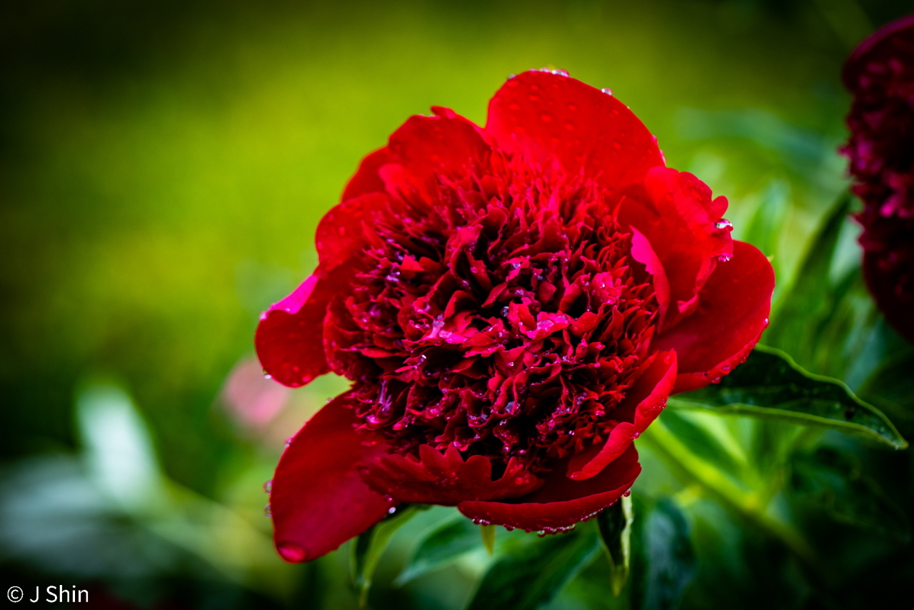 peony 이미지