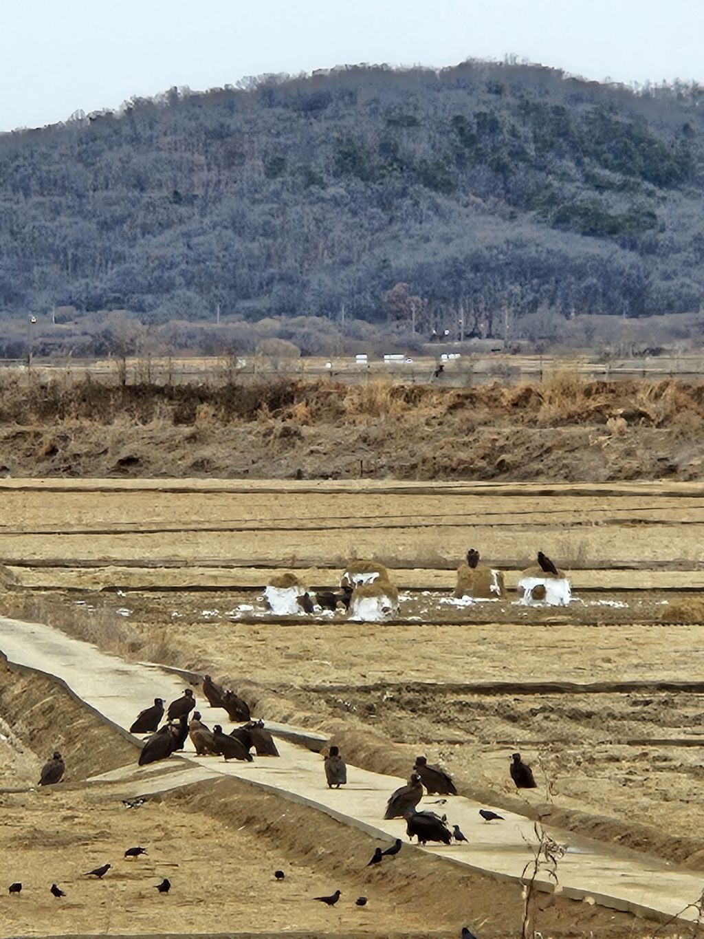 키토산장군두부 이미지