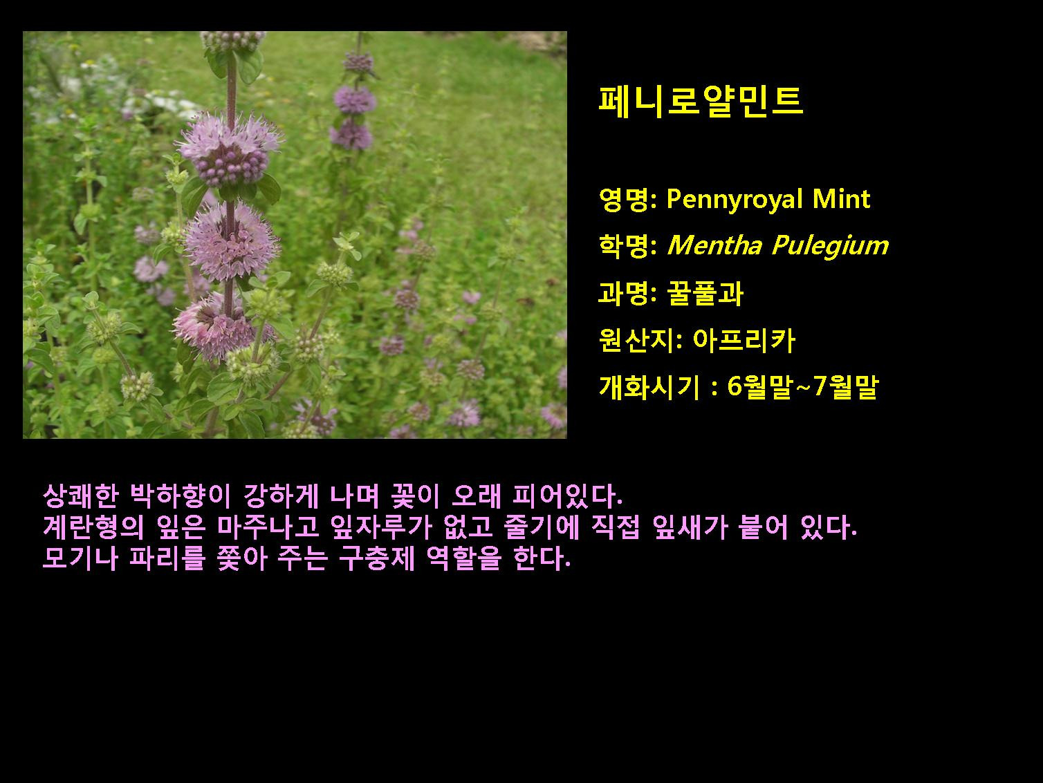민트 이미지