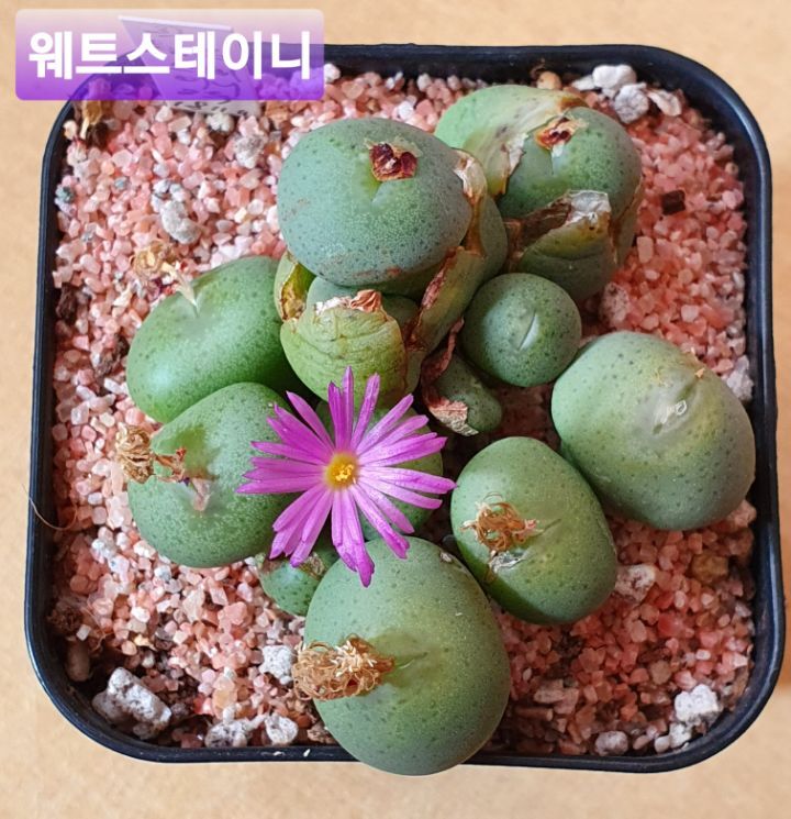 웨트 이미지