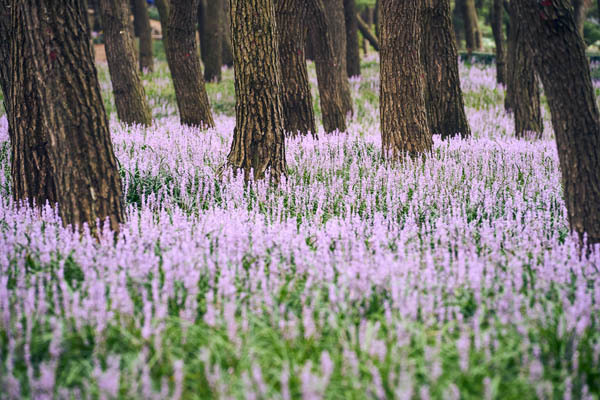 곰솔주단 이미지