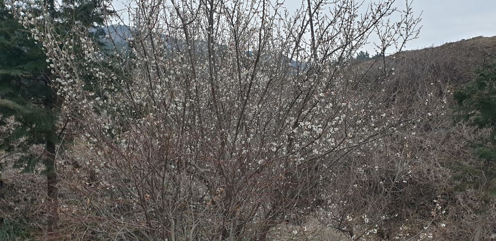 매화작업실 이미지