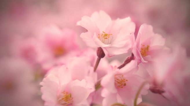 수향 이미지