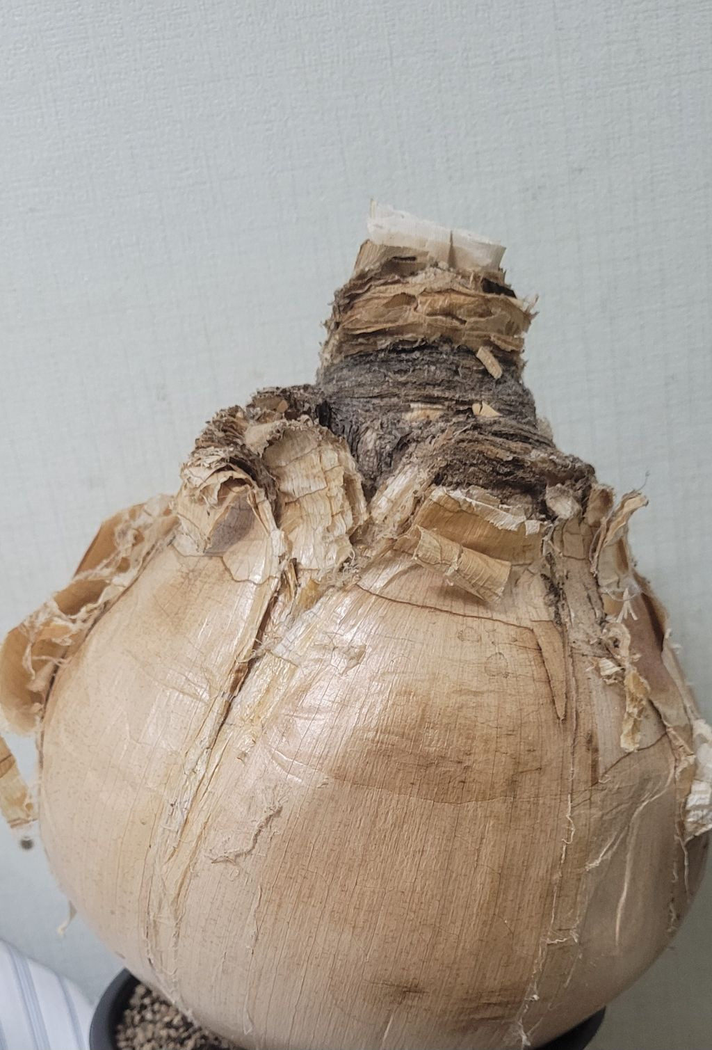 헤만 이미지