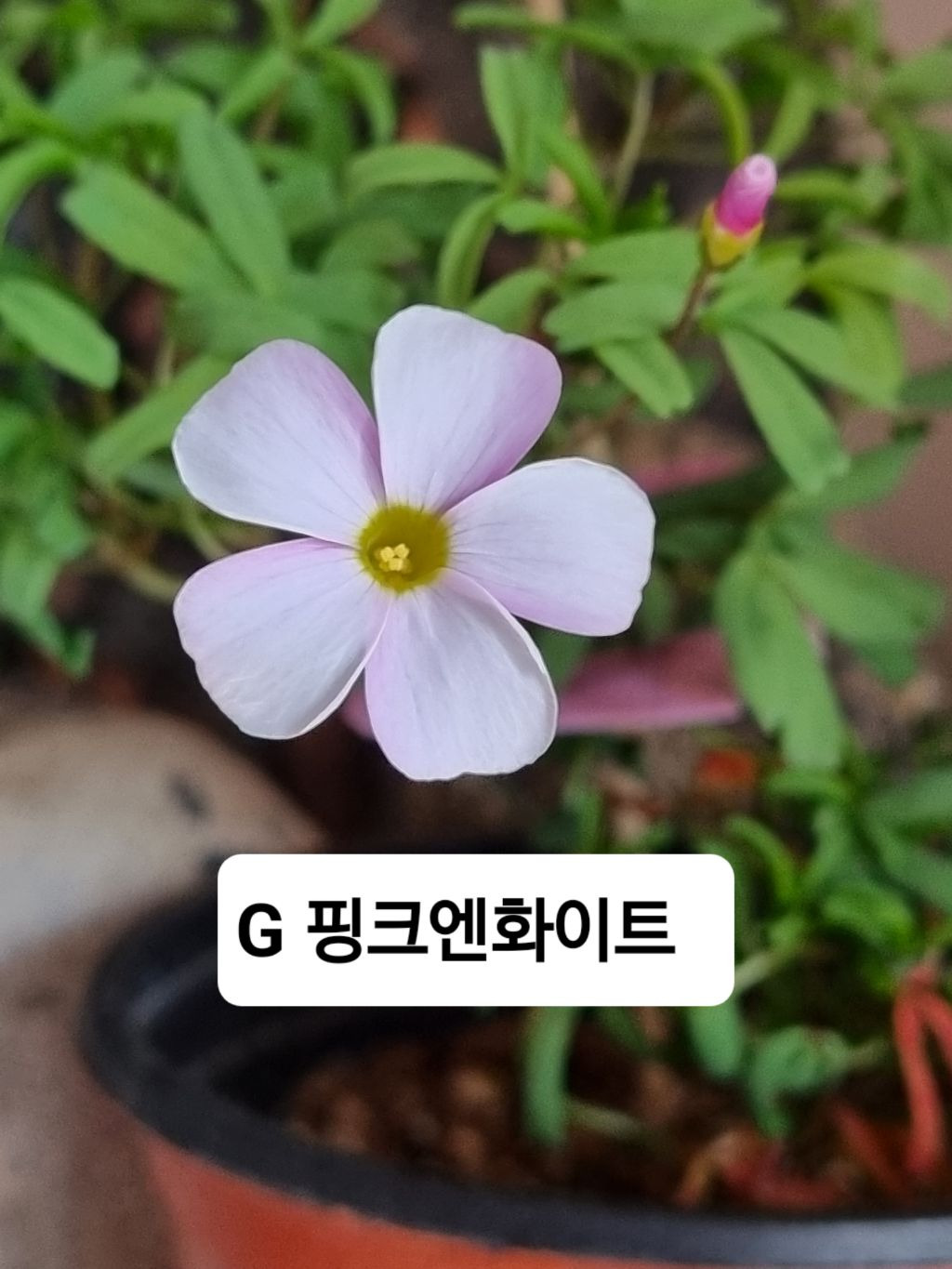 썬앤포레스트 이미지