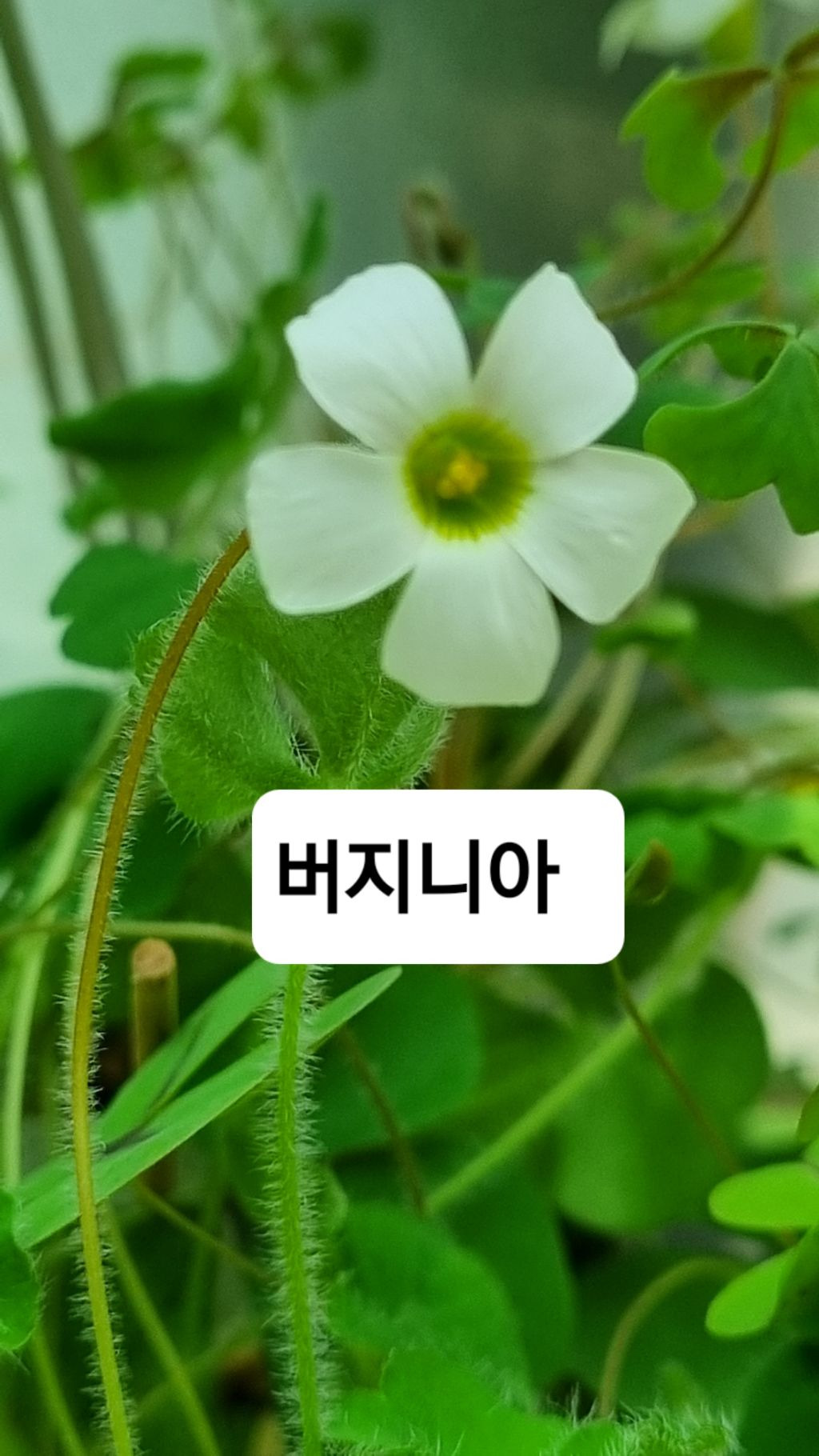 페일리버 이미지