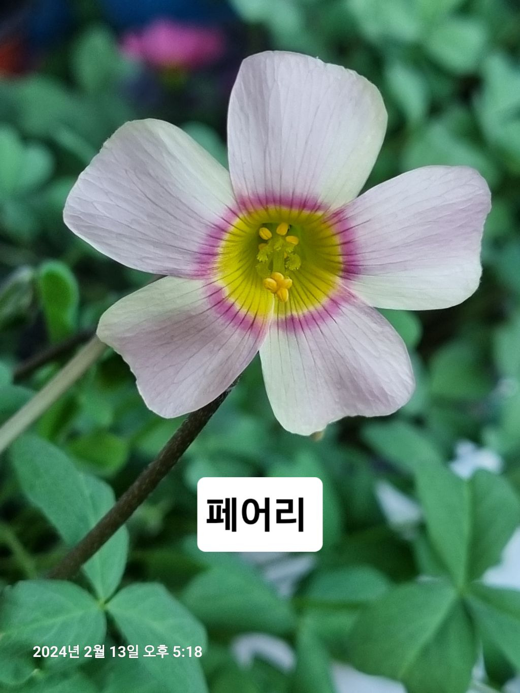 썬앤포레스트 이미지