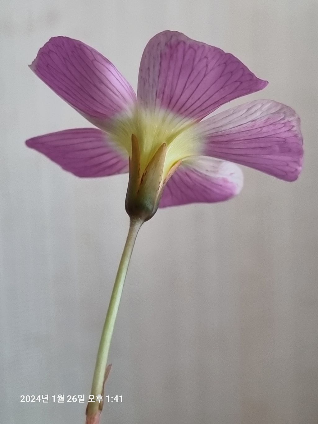 핀휠 이미지