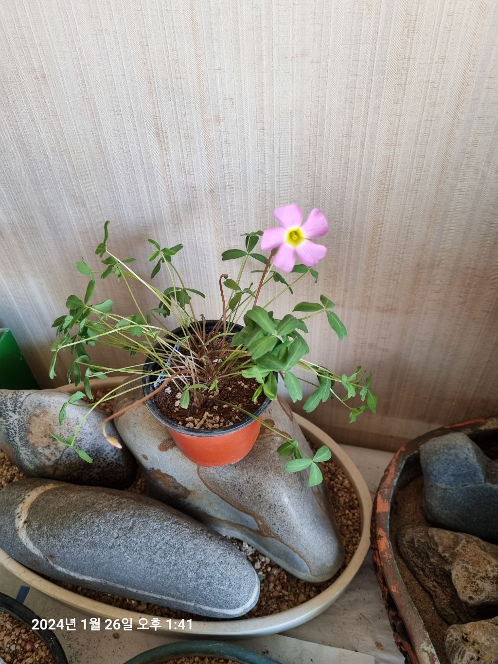 핀휠 이미지