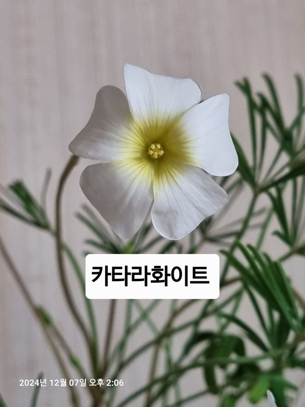 Daum 카페