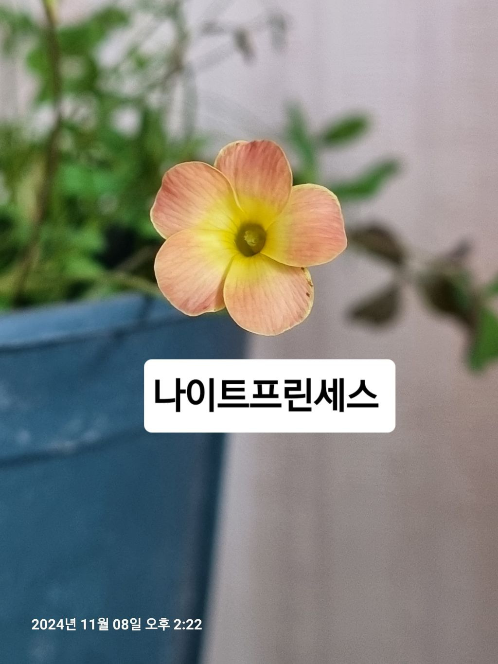 더페이 이미지
