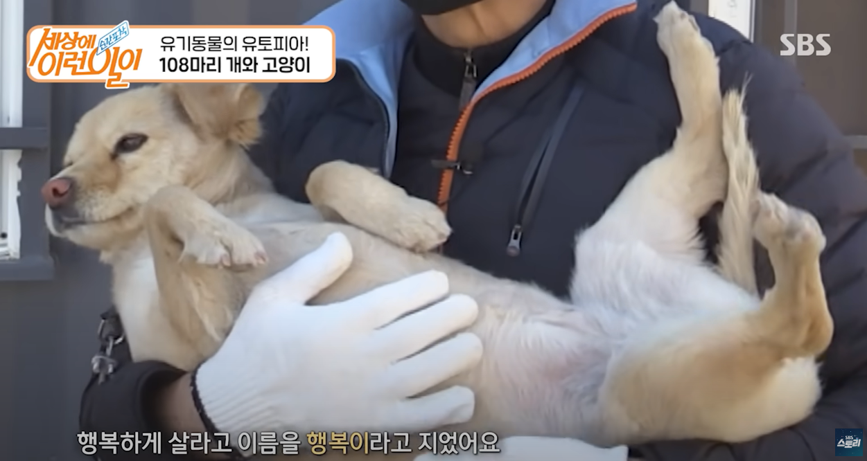 유기견, 유기묘를 위해 1년에 15억을 쓴다는 한 건설회사 사장님.jpg | 인스티즈