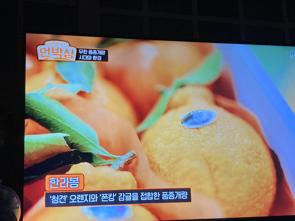 고추나라 이미지