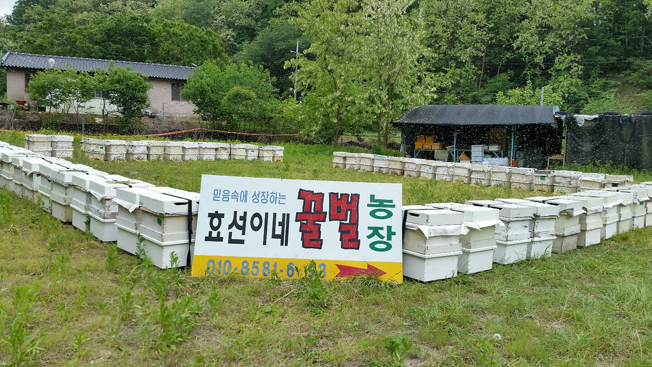 효선이네 이미지