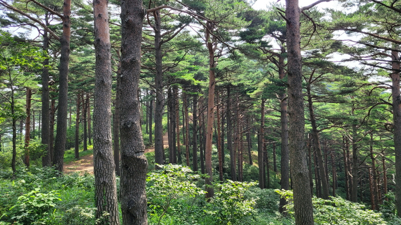 소나무숲길 이미지