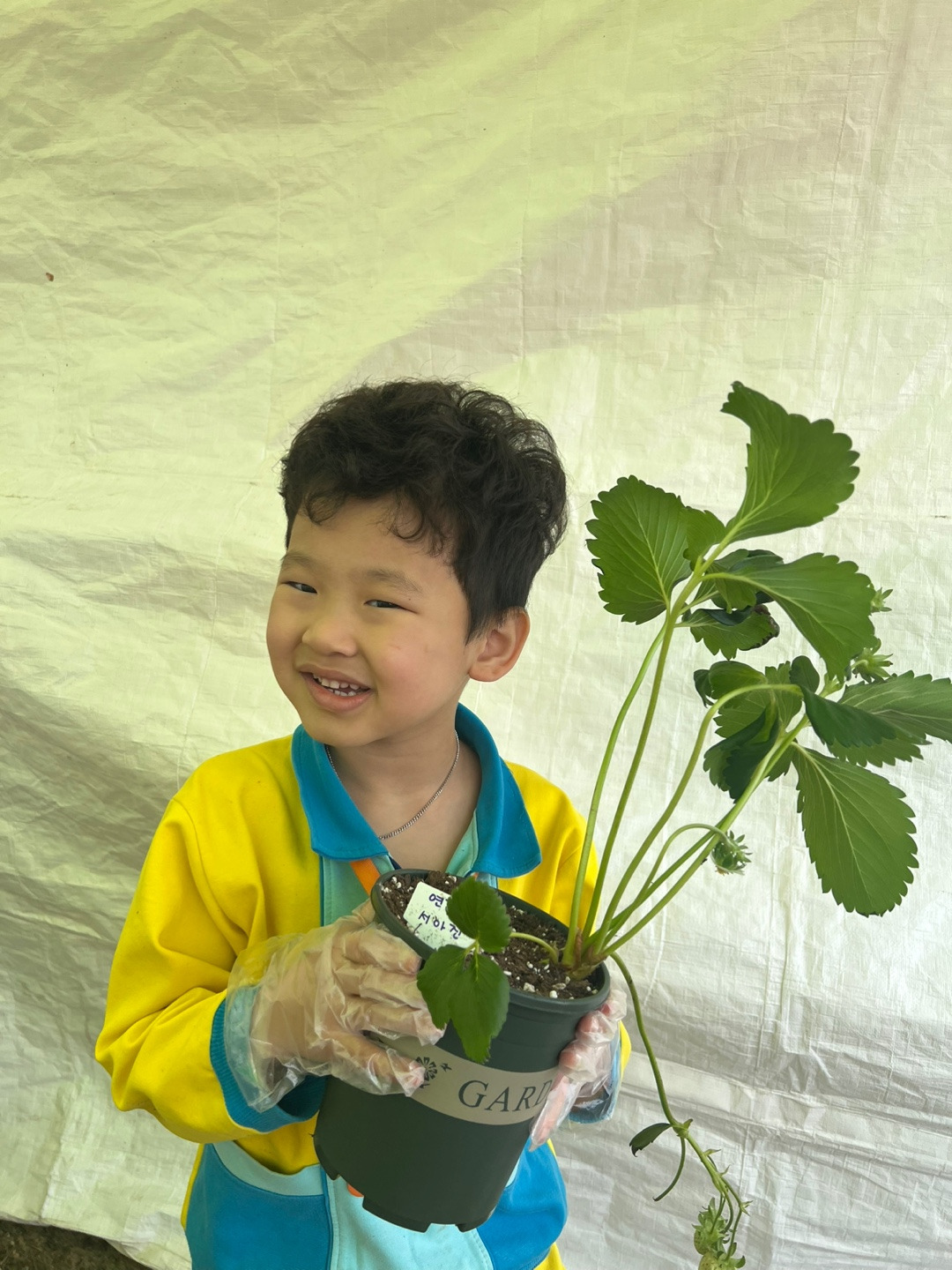 군산꽁보리 이미지