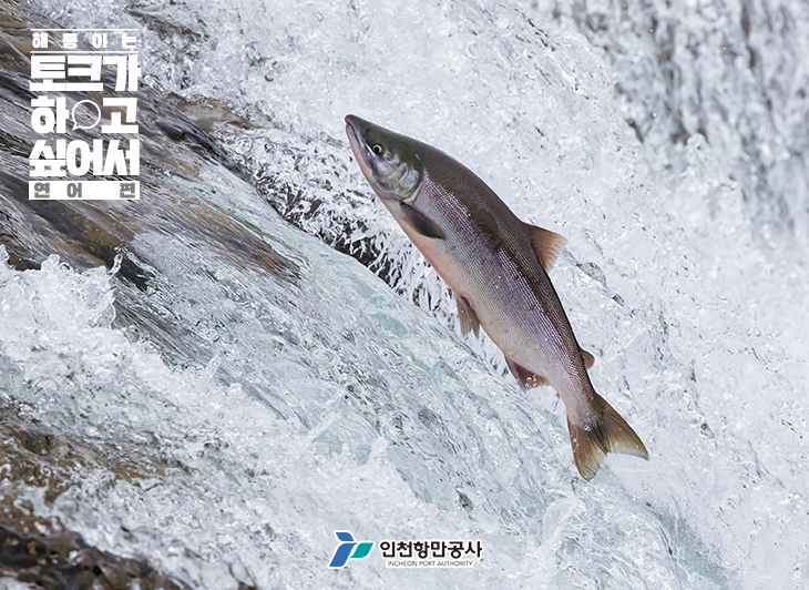해룡 이미지