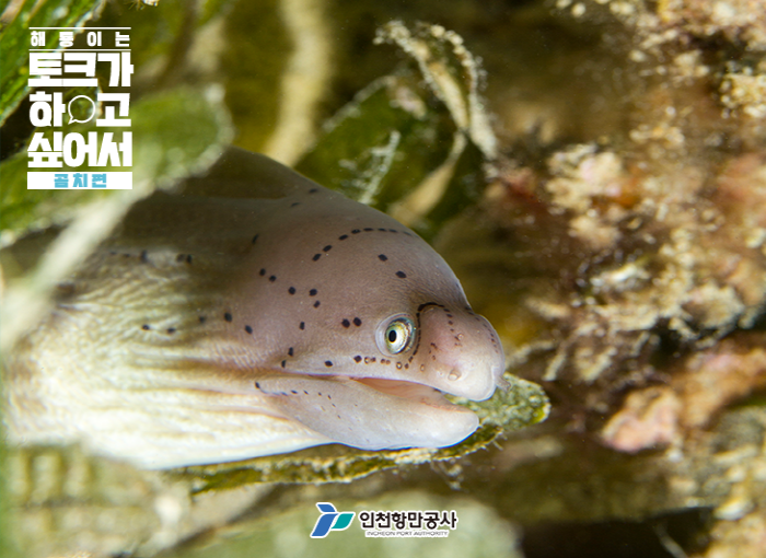 해룡 이미지