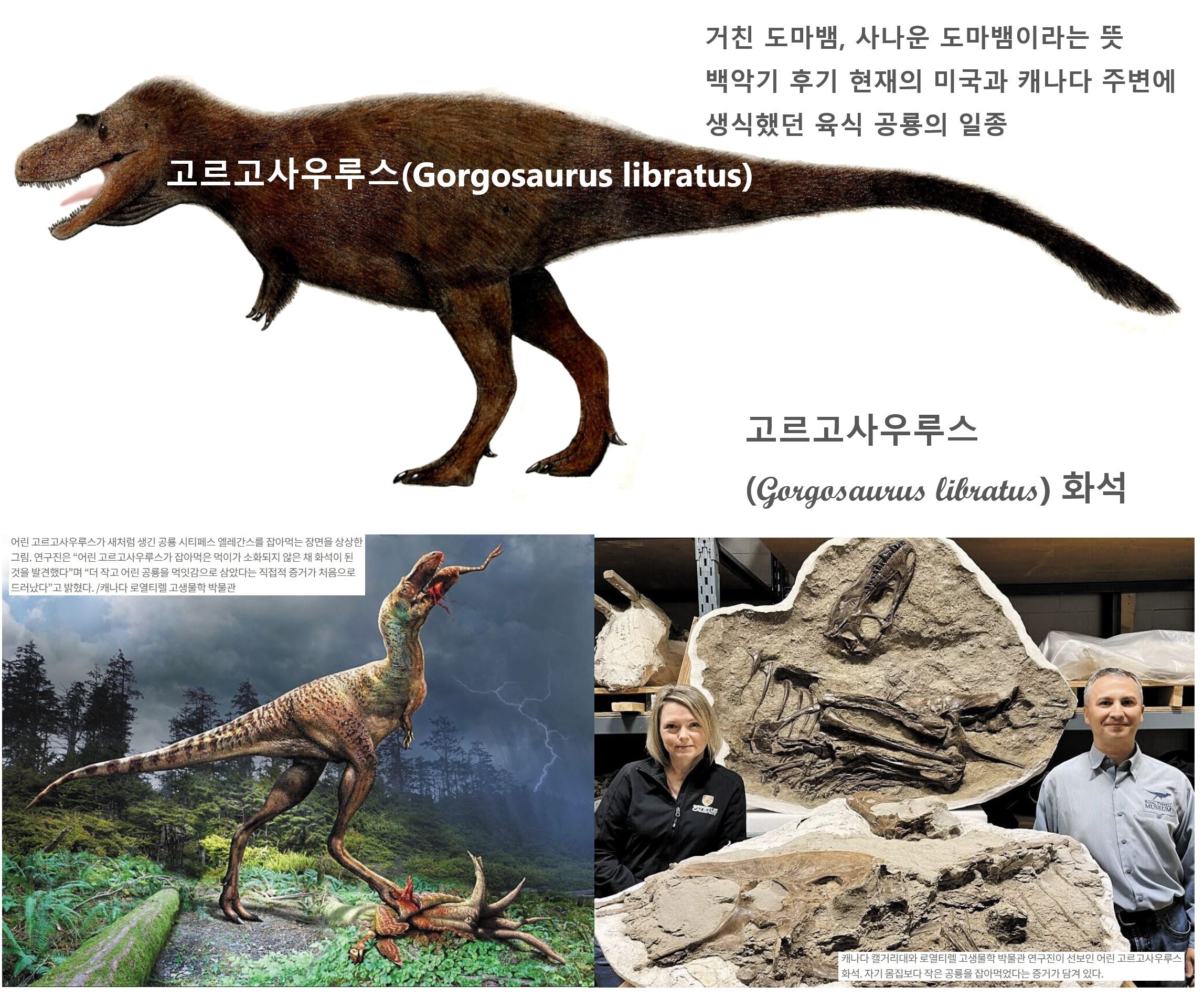 고르고 이미지