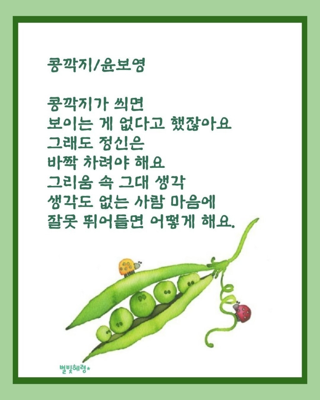 콩깍지 이미지
