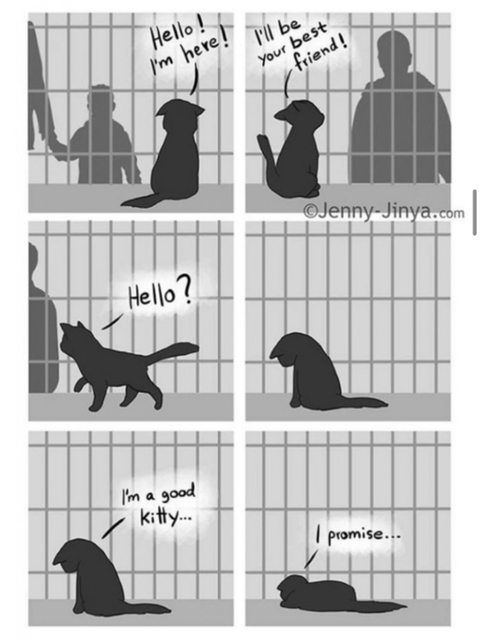 검은 고양이를 위로하는 사신 '해외 네티즌들 눈물 펑펑' | 인스티즈