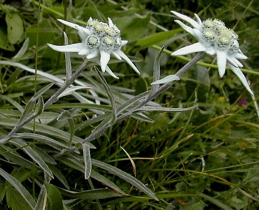 김정숙여사님의 선물, 코리안 에델바이스 솜다리 | 인스티즈