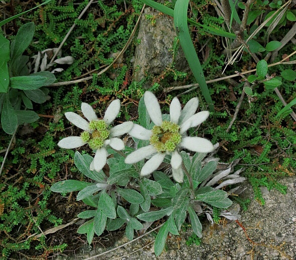 김정숙여사님의 선물, 코리안 에델바이스 솜다리 | 인스티즈