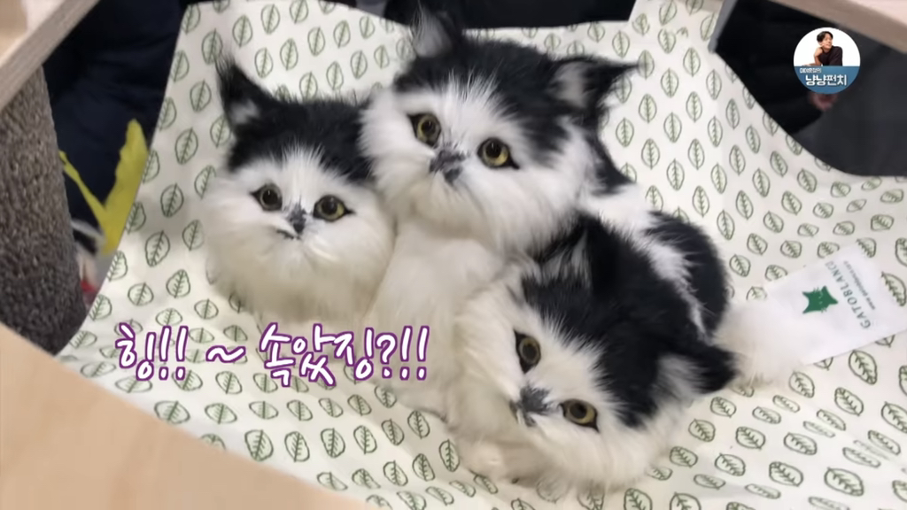 너무 극명하게 차이나서 웃긴 고양이 수의사들의 캣페스타 방문.jpg | 인스티즈