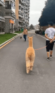 겁이 많은 알파카 gif | 인스티즈