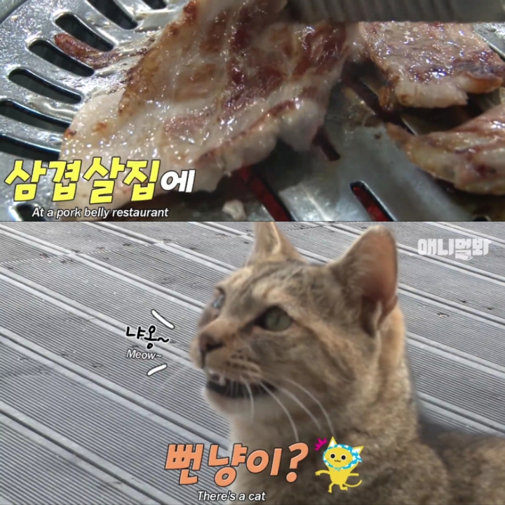 [TV 동물농장] 삼겹살 배달하는 엄마 길고양이 - 악플달면... 차분한 20대들의 알흠다운 공간 [TV 동물농장] 삼겹살 배달하는 엄마 길고양이