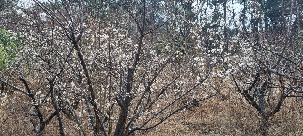 2024 봄맞이 울산 대왕암 & 태화강 국가 - 경사체 25회(별과바람) - 진갱빈 과수원집 2024 봄맞이 울산 대왕암 & 태화강 국가