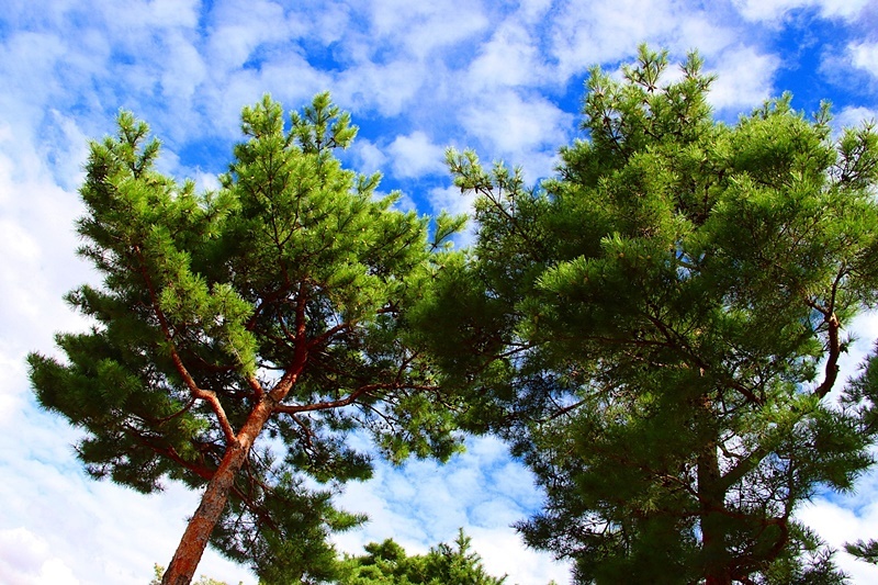 상록수(Evergreen) 이미지