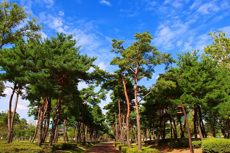 상록수(Evergreen) 이미지