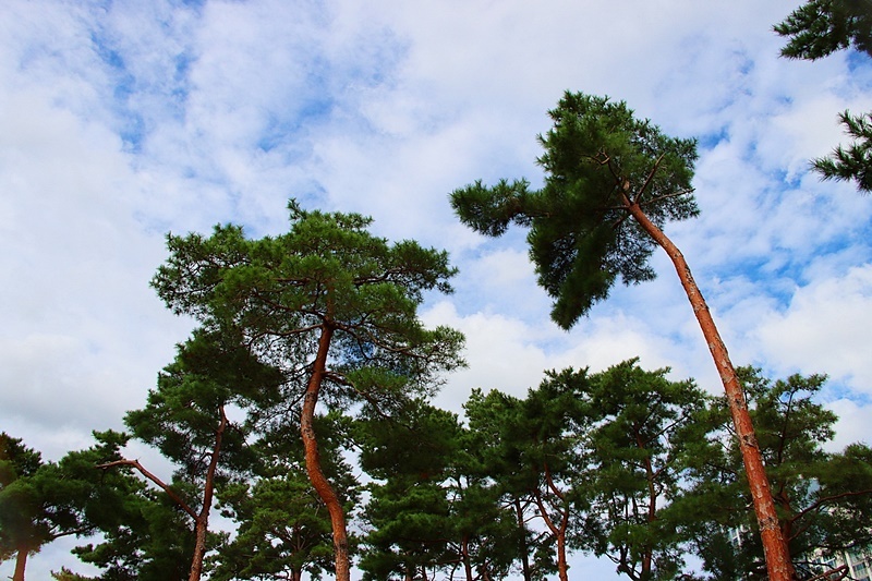 상록수(Evergreen) 이미지