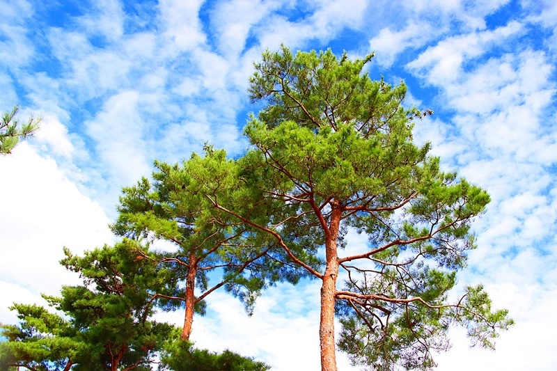 상록수(Evergreen) 이미지