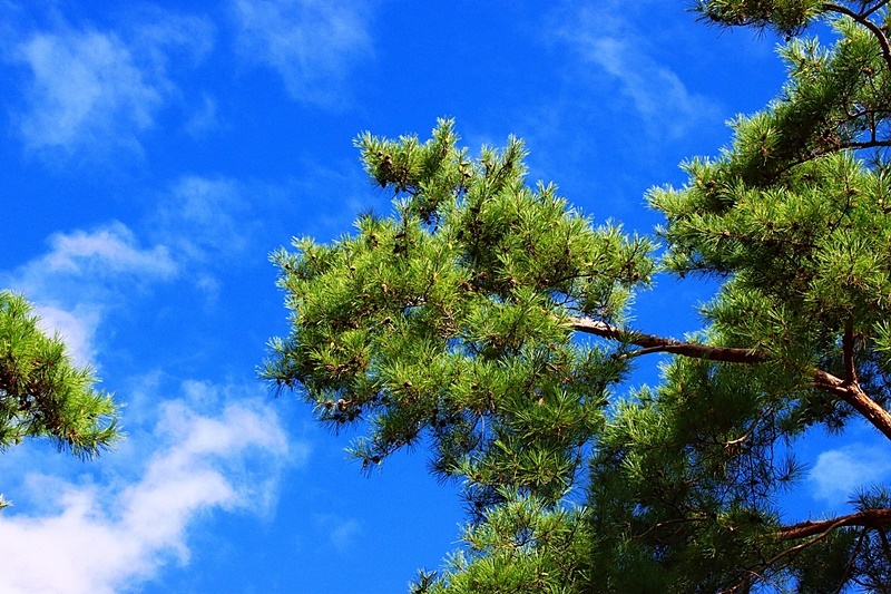 상록수(Evergreen) 이미지
