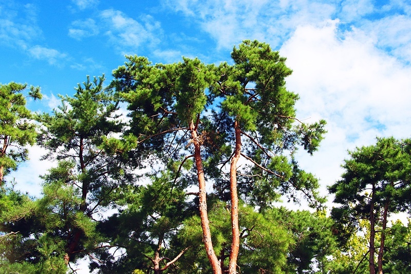 상록수(Evergreen) 이미지
