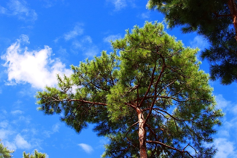 상록수(Evergreen) 이미지