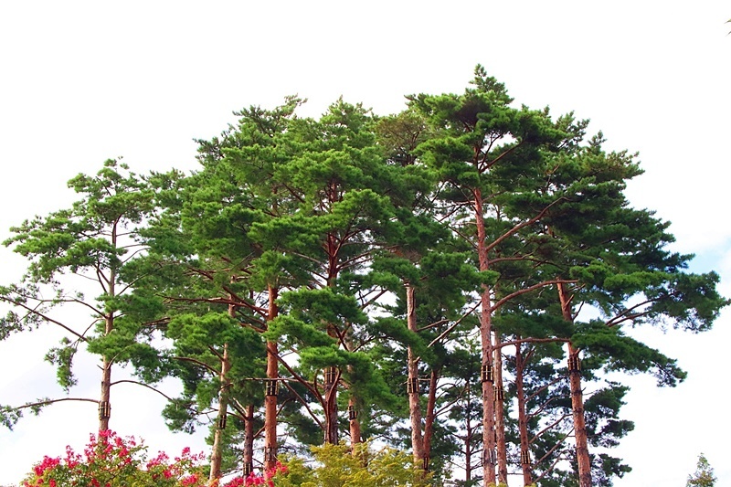 상록수(Evergreen) 이미지