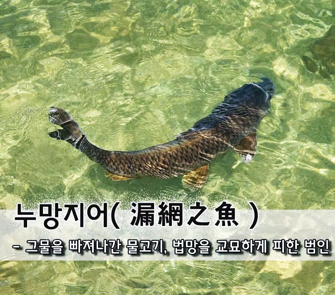 그물과물고기 이미지