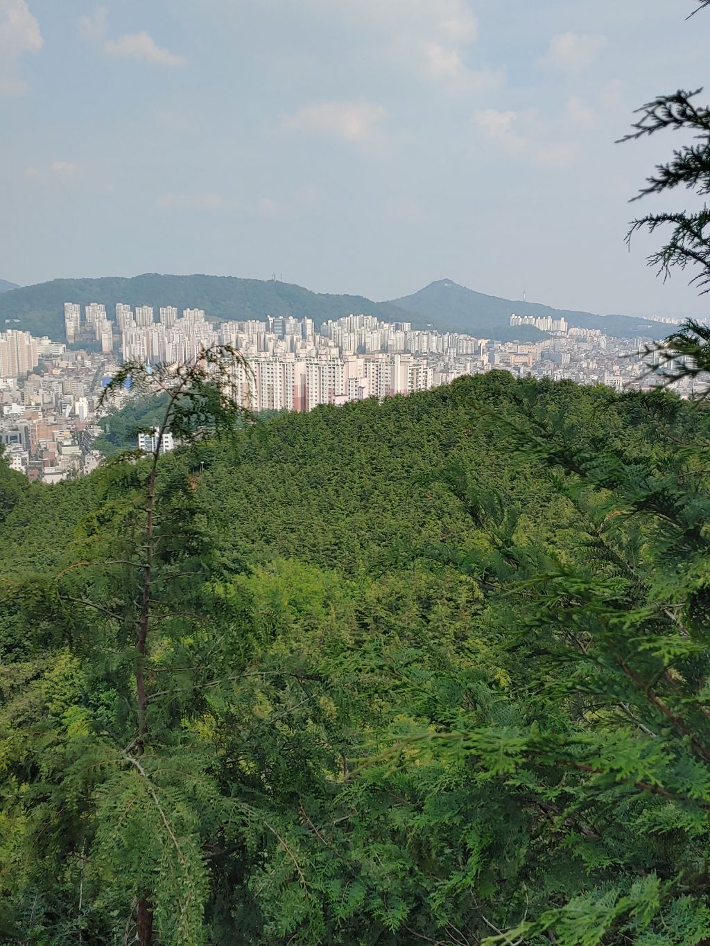 편백나무 이미지