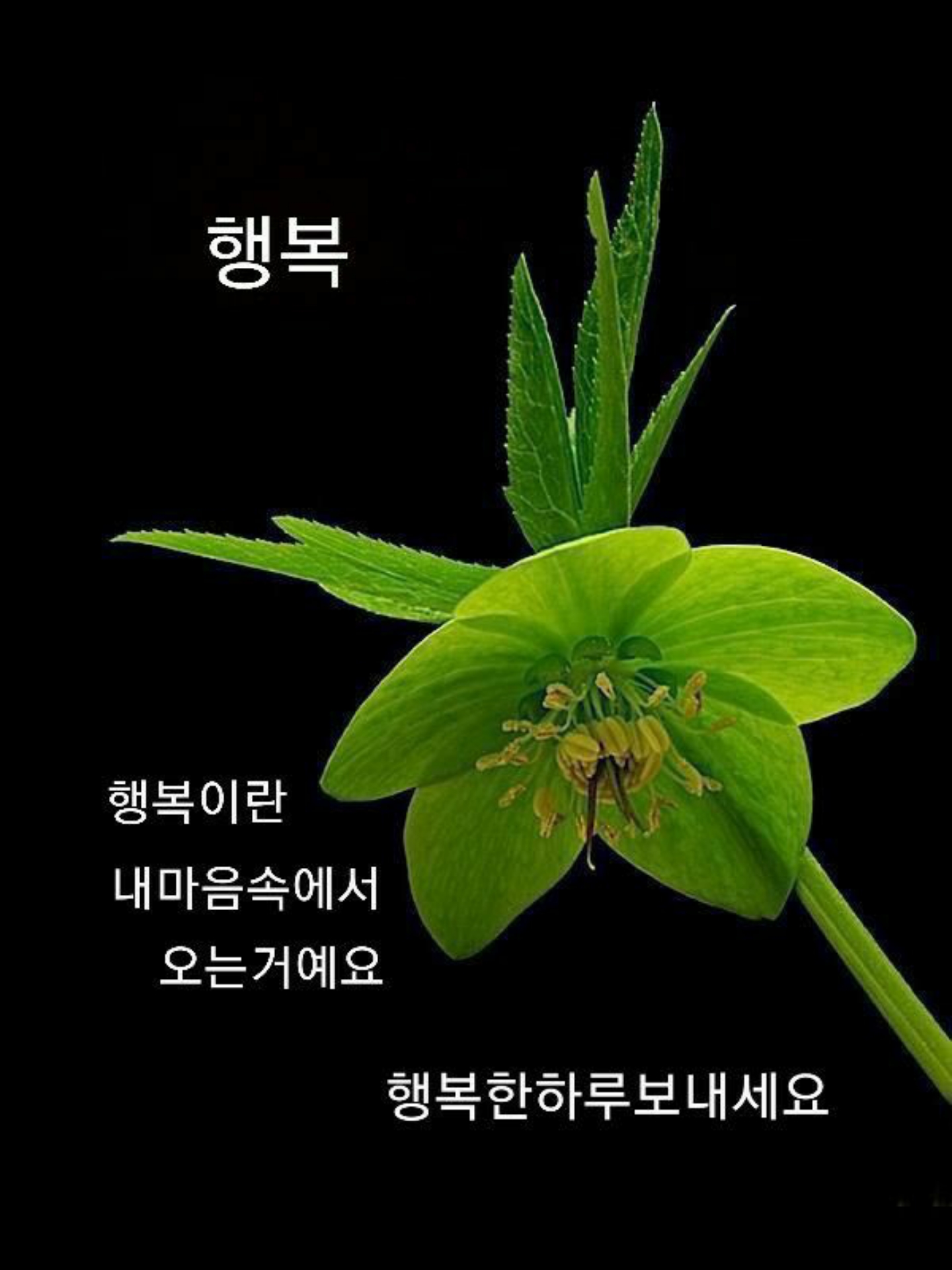우리;꽃 이미지