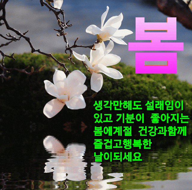 토요일 문안편지/목련꽃 피는 봄날에 - 🔶️공유 글🔰나눔 - 💜산야와 한울타리💜 토요일 문안편지/목련꽃 피는 봄날에