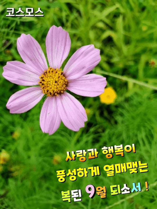 9월에 꿈꾸는 사랑 - ‥‥공유 ♡ 좋은글 - 향기있는 좋은글 9월에 꿈꾸는 사랑