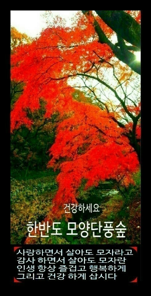 Daum 카페