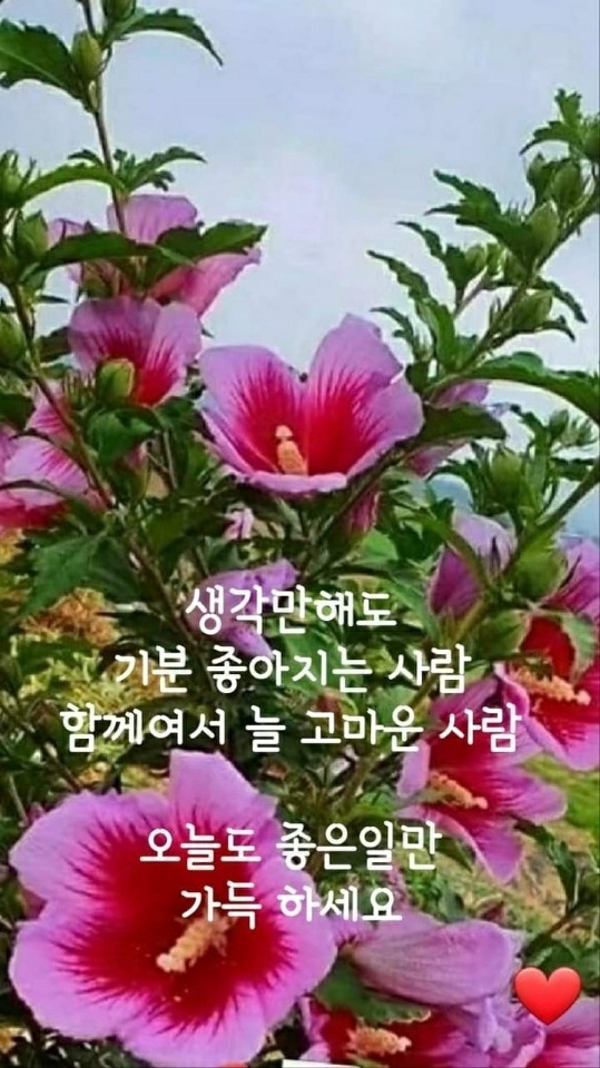 Daum 카페