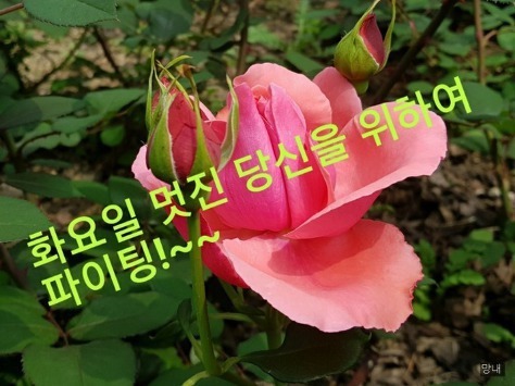 화요일 이미지