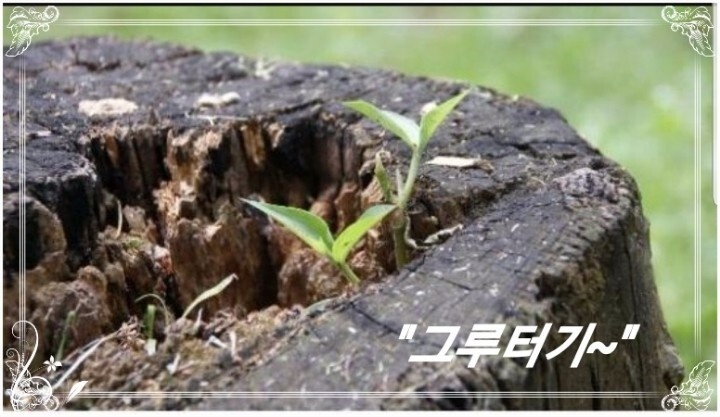 그루터기 이미지