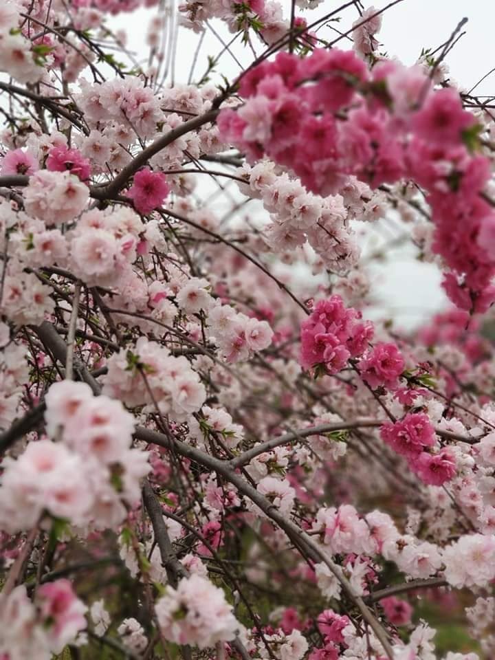 꽃길 이미지
